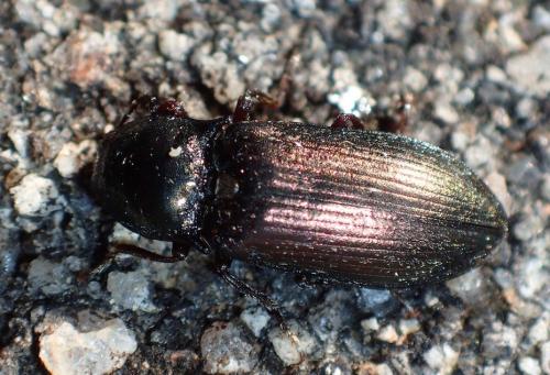 Selatosomus latus
